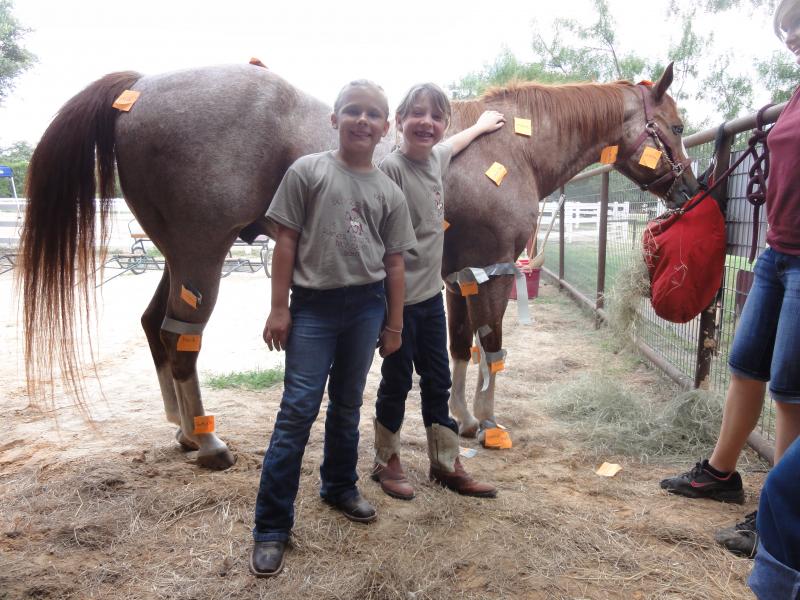 Label the Parts of the Horse! 